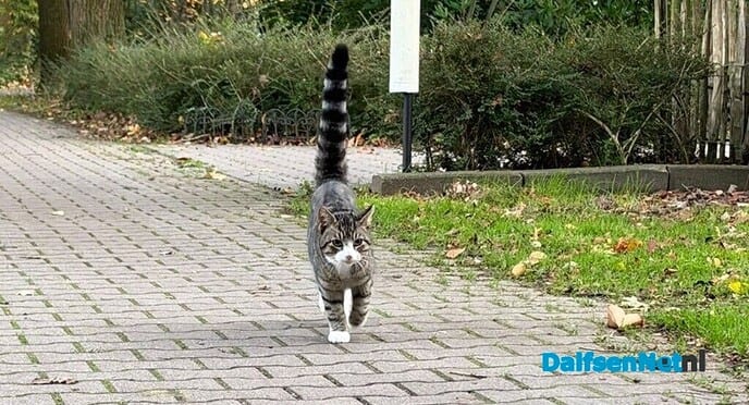 Deze kat heeft echt een huis - Foto: Ingezonden foto