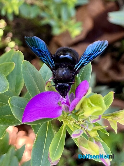 Zwarte hommel