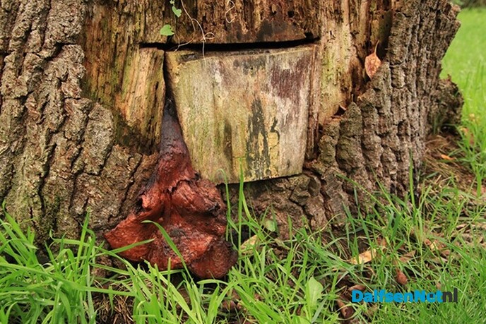 Wat komt er uit de boom gekropen - Foto: Ingezonden foto