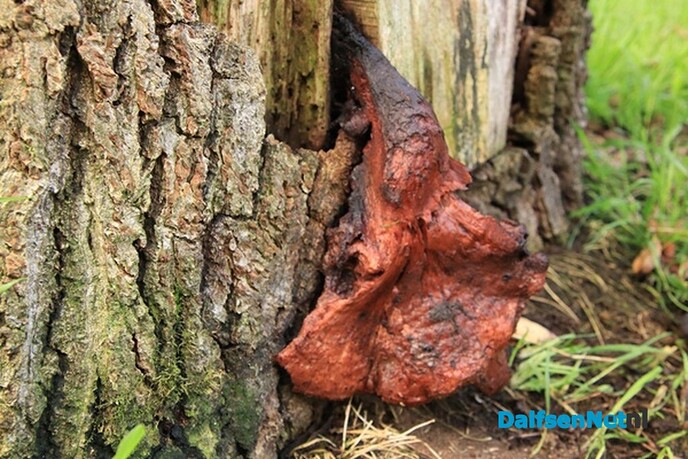 Wat komt er uit de boom gekropen - Foto: Ingezonden foto