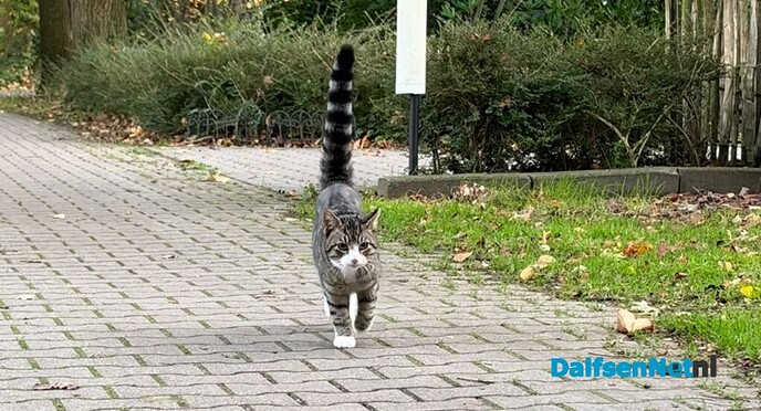 Verdwaalde poes: zojuist verhuist! - Foto: John Til