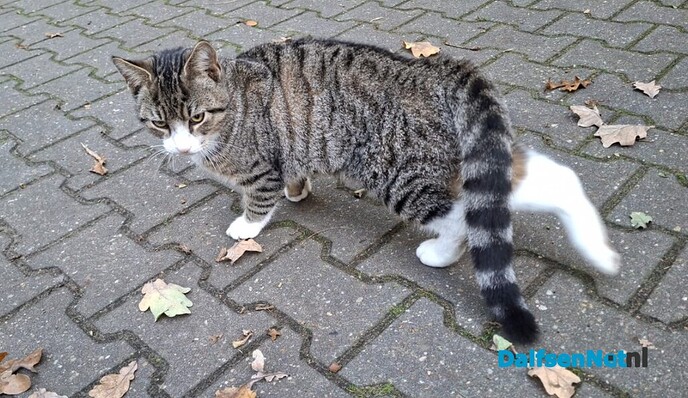 Verdwaalde poes: zojuist verhuist! - Foto: John Til