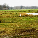 Ooievaars paar weer terug in Hoonhorst Ooievaars paar weer terug in Hoonhorst