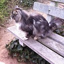 Van wie is deze poes in Hoonhorst? Van wie is deze poes in Hoonhorst?
