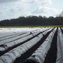Voor asperge niet naar Limburg, maar gewoon Oudleusen Voor asperge niet naar Limburg, maar gewoon Oudleusen