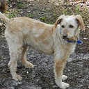 Baasje gezocht voor lieve Suzsi Baasje gezocht voor lieve Suzsi