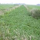 Laat het buitenwater niet dichtgroeien met uw vijverplanten Laat het buitenwater niet dichtgroeien met uw vijverplanten