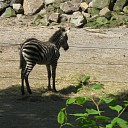 Zebra met een probleem (column)