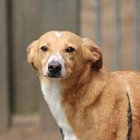 Hond vermist Hond vermist