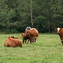 Open dagen Westerkamp Vleesvee op 14 en 15 juni Open dagen Westerkamp Vleesvee op 14 en 15 juni