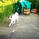Vreemde honden bijten kippen dood