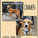 Hond nog steeds zoek: al vanaf 29 april Hond nog steeds zoek: al vanaf 29 april