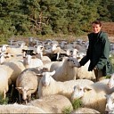 Op Stap met de schaapherder op de Lemelerberg Op Stap met de schaapherder op de Lemelerberg