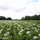 Prachtige plaatjes in het Vechtdal Prachtige plaatjes in het Vechtdal