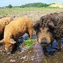 Decohof gaat nóg natuurlijker: er zijn varkens ingezet