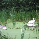 Zwanenfamilie in een soepbad Zwanenfamilie in een soepbad
