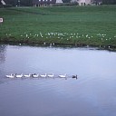De voorste heet Hans, die anderen gans De voorste heet Hans, die anderen gans