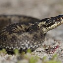 Vele vrijwillige handen steunen adder in het Vechtdal!