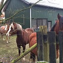 Paarden spontaan op bezoek bij Mooirivier Paarden spontaan op bezoek bij Mooirivier