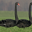 Zwarte zwanen op bezoek in Dalfsen Zwarte zwanen op bezoek in Dalfsen