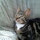 Kat vermist