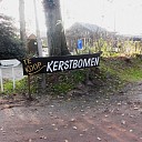 Na Sinterklaas start de kerstbomen verkoop