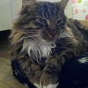 Kat vermist en ook al weer teug!