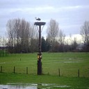 Al weer ooievaars in Laag Zuthem