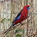 Vreemde vogel is wederom gespot