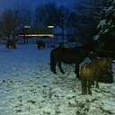 7 pony’s gevonden Lemelerveld