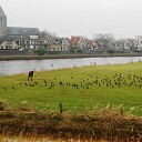 Weide vol vogels Weide vol vogels