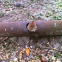 De gelukkigste muis van Dalfsen. De gelukkigste muis van Dalfsen.