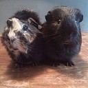 Cavia’s aangeboden