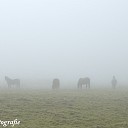 Mooie natuurfoto’s in de mist Mooie natuurfoto’s in de mist
