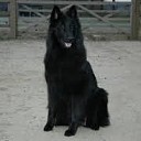 aanval op hond aanval op hond