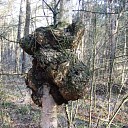 Hoe ver kan een berk dit aan Hoe ver kan een berk dit aan