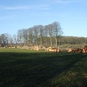 Natuurbeheer is soms ook rigoureus Natuurbeheer is soms ook rigoureus