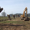 Nieuwe oude knotpopulieren bij Hoonhorst Nieuwe oude knotpopulieren bij Hoonhorst