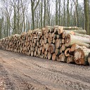 Alle hout is geen timmerhout