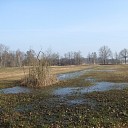 Een drassig natuurgebied bij Lemelerveld
