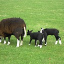 Lammertied