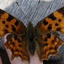 IVN Zwolle e.o. organiseert Vlindercursus