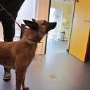 Hond gevonden in centrum Dalfsen Hond gevonden in centrum Dalfsen