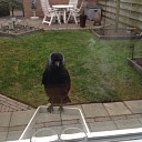 Wie mist een tamme kraai? Wie mist een tamme kraai?