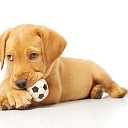 Tip van de dierenarts! Tip van de dierenarts!