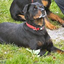 Honden reünie op pleisterplaats de Stokte.