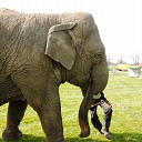 Ondeugende olifant stapt gewoon over afzetting