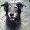 Hond zoek in Dalfsen Hond zoek in Dalfsen