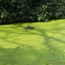 Broeden op een eilandje Broeden op een eilandje
