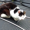 Van wie is deze kat. Van wie is deze kat.